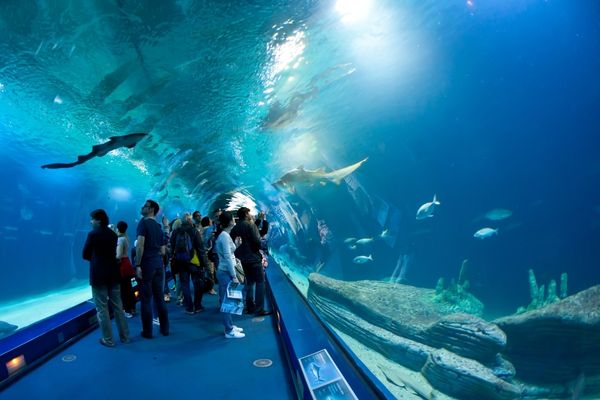 Oceanogràfic de Valencia visto desde el Hemisfèric, lagos y arquitectura moderna