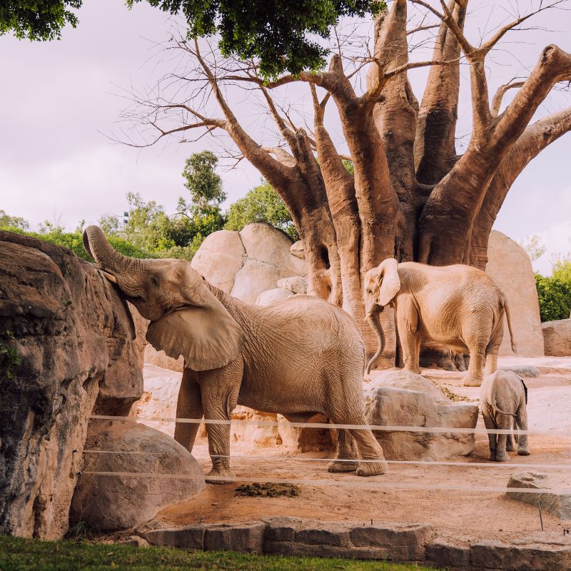 bioparc