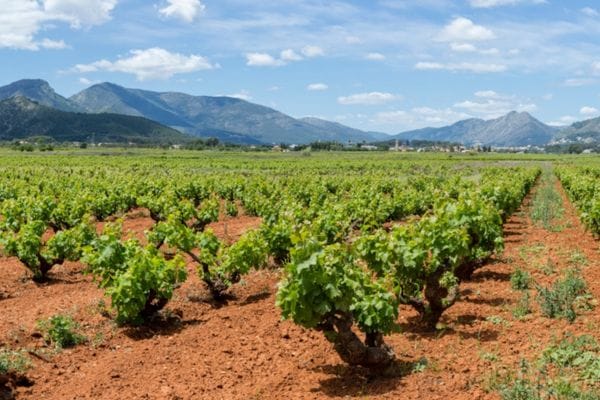 Xaló, viñedos, bodegas y naturaleza para una escapada de interior